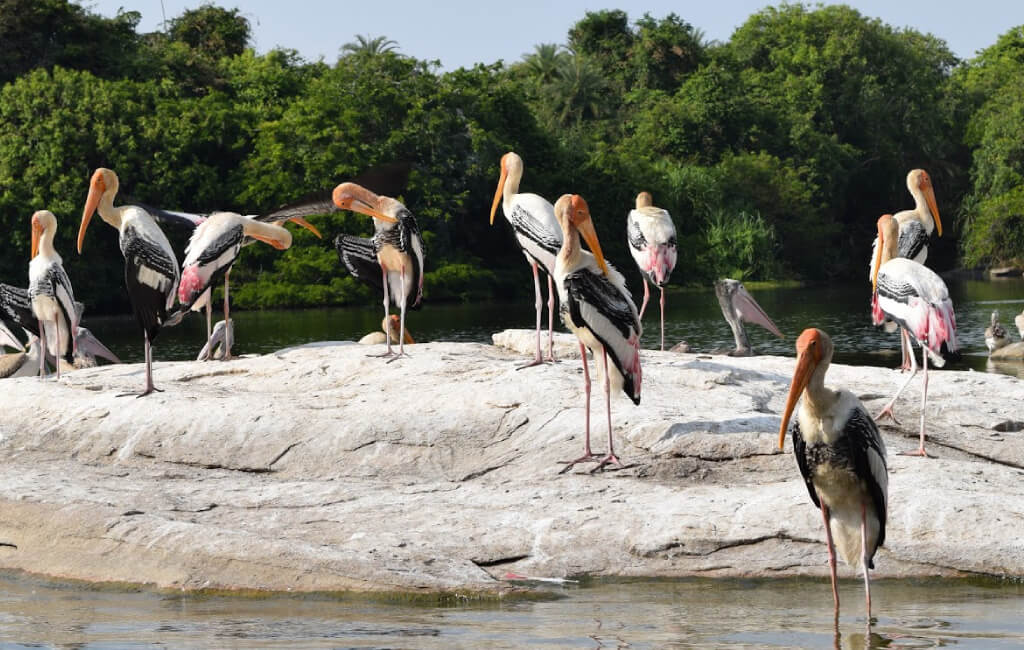 ranganathittu bird sanctuary